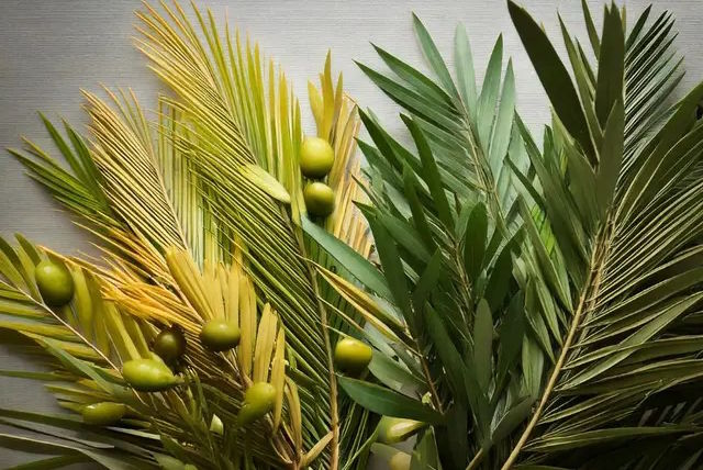 Célébrations des Rameaux à Notre-Dame